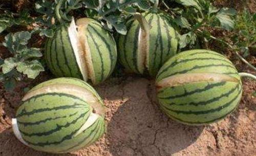 广汉吃瓜最新事件爆料是真的吗,最新爆料真相揭秘